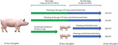 Effects of Fermented Feed on the Growth Performance, Intestinal Function, and Microbiota of Piglets Weaned at Different Age